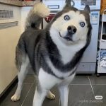 窝上狗大王的头像-红桃子